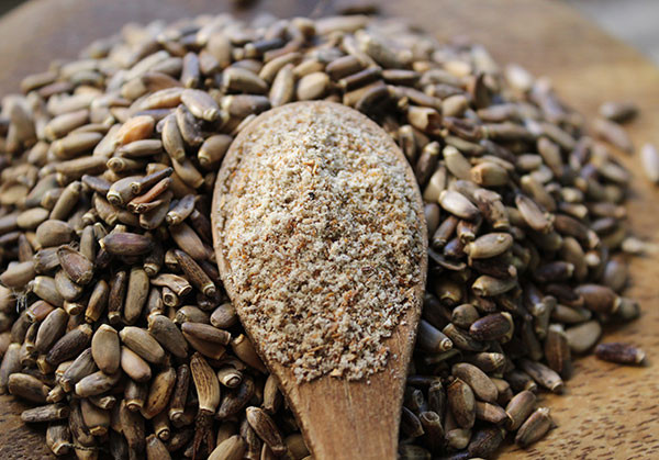 Pegasti badelj semena 